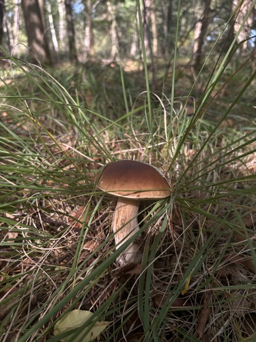 King Bolete