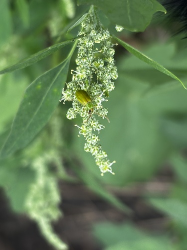 northern corn rootworm