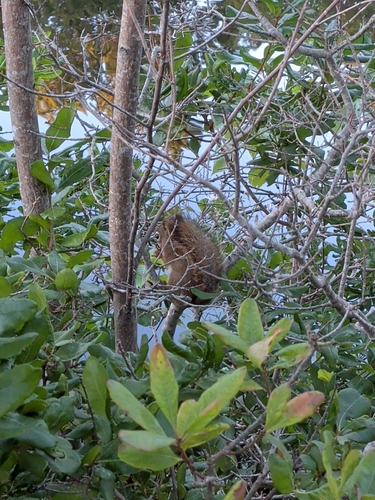 American Red Squirrel