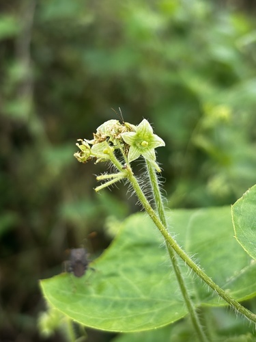 Oneseed Bur Cucumber