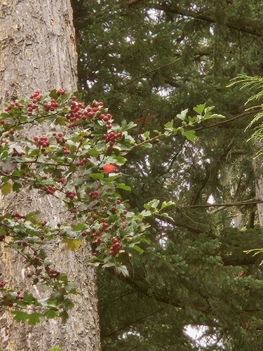 Pileated Woodpecker