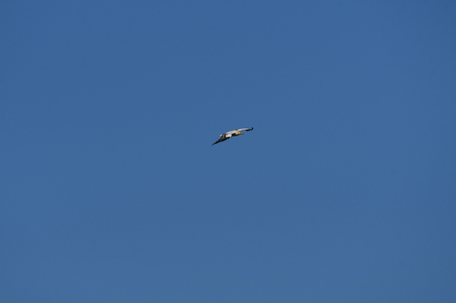 Western Egyptian Vulture