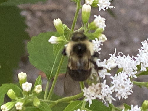 Common Eastern Bumble Bee