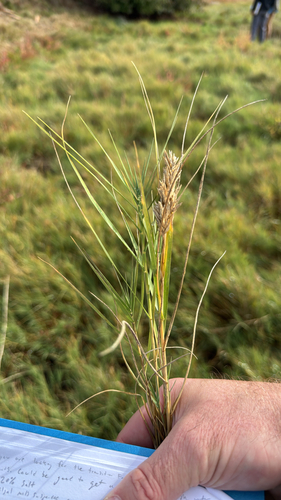 Saltgrass