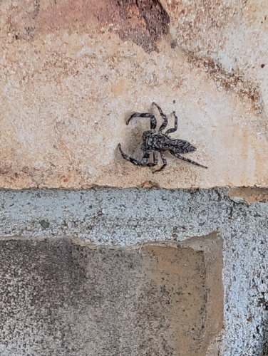 Tan Jumping Spider