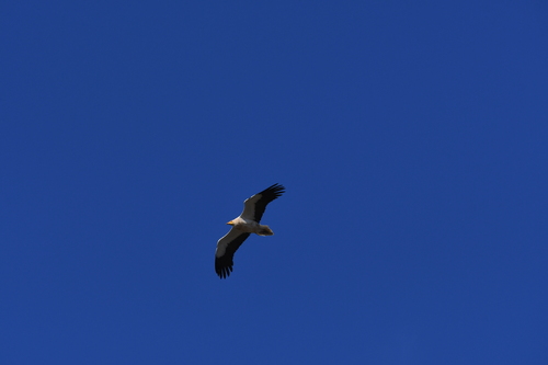 Egyptian Vulture