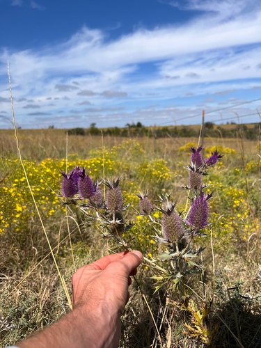 Leavenworth's eryngo