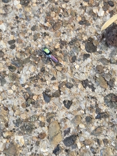 Salticus peckhamae