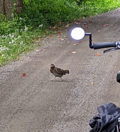 Ruffed Grouse