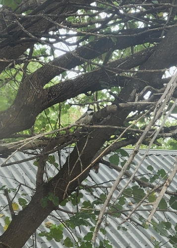 Carolina Chickadee