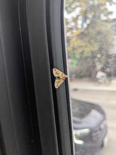 Meal moth
