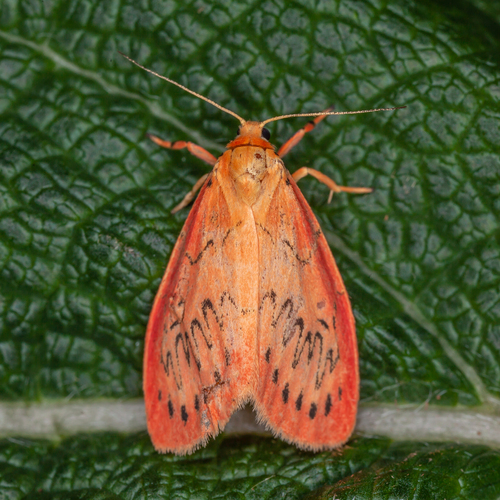 Rosy Footman