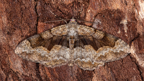 Mottled Beauty