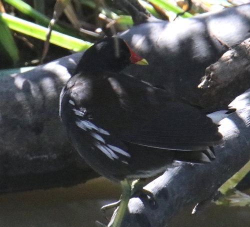 Eurasian Moorhen