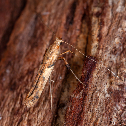 Caloptilia honoratella