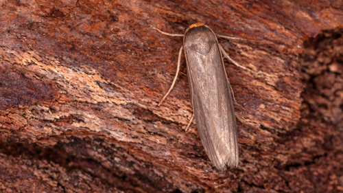 Lesser Wax Moth
