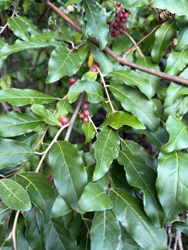 autumn olive