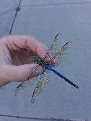 Common Green Darner