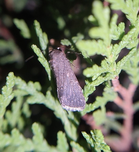 Dark Mottled Willow