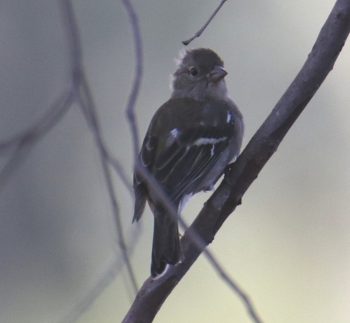 African Chaffinch
