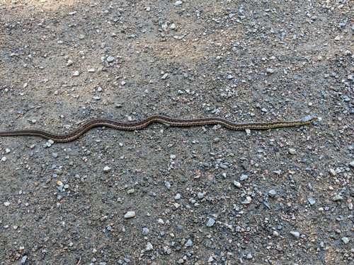 Common Garter Snake