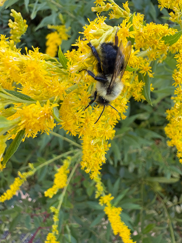 Common Eastern Bumble Bee