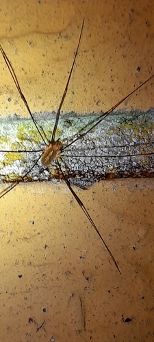 Canestrini's Harvestman