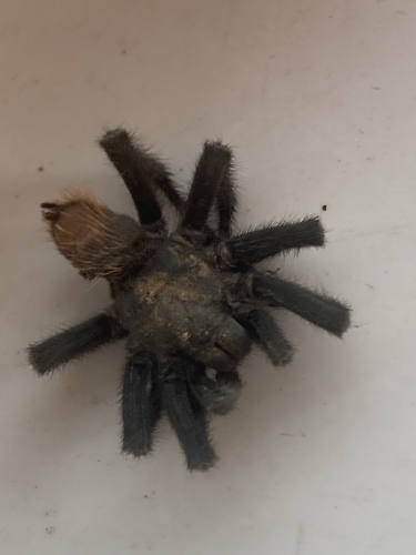 Tucson Bronze Tarantula