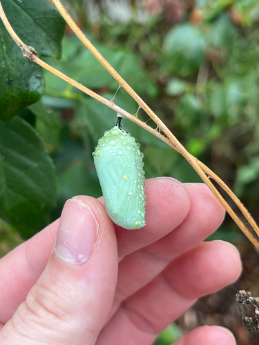 Monarch