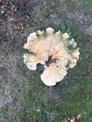 Dryad's Saddle