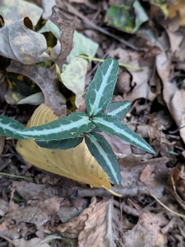 striped wintergreen