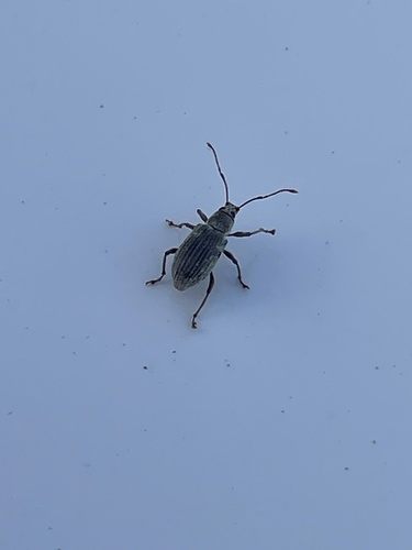 Asian Oak Weevil