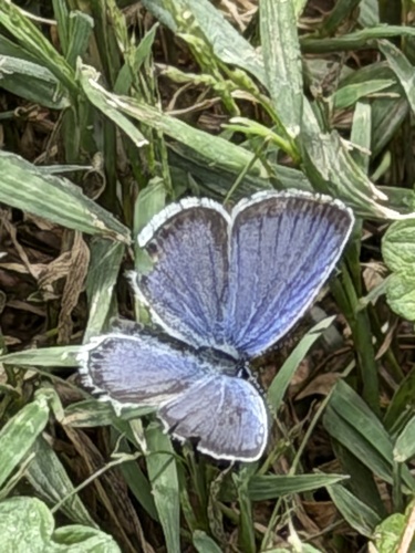 Eastern Tailed-Blue