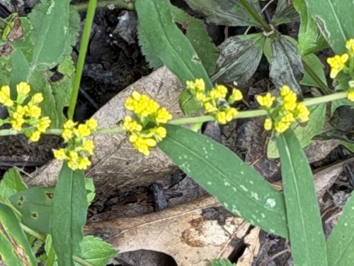 bluestem goldenrod