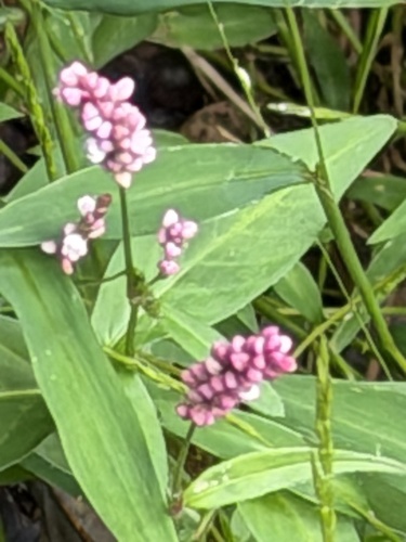 low smartweed