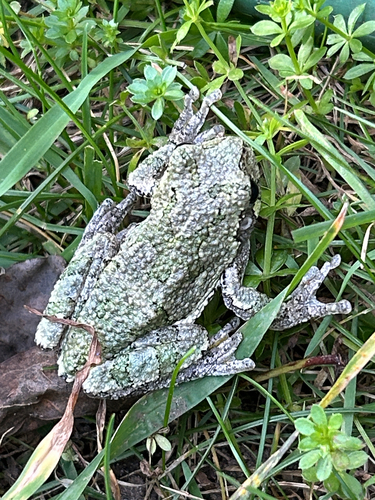 Gray Treefrog