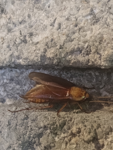 American Cockroach