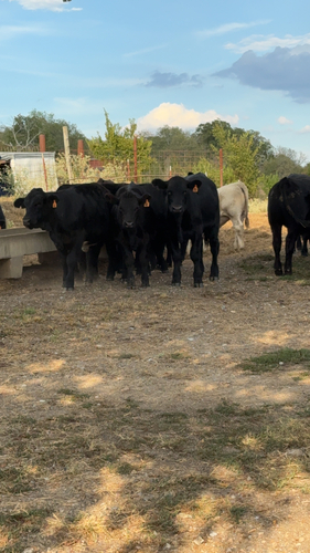 Domestic Cattle