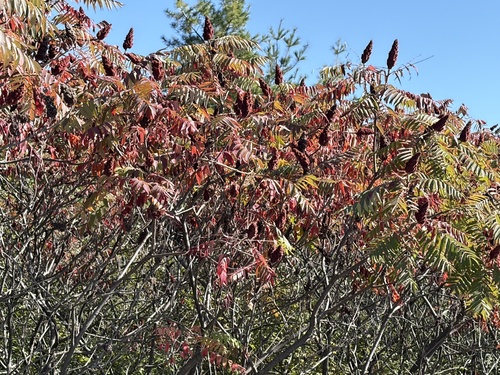 staghorn sumac