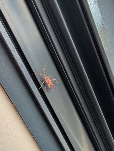 Western Conifer Seed Bug