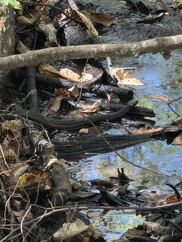 Northern Cottonmouth