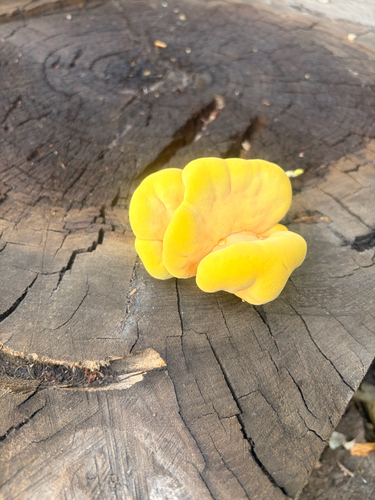 Western Hardwood Sulphur Shelf