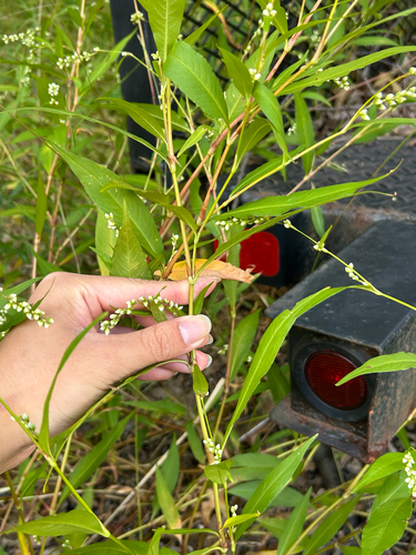 Dotted Smartweed