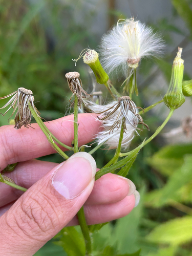 American burnweed