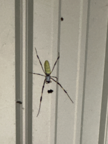 Joro Spider