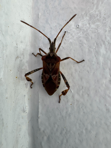 Western Conifer Seed Bug