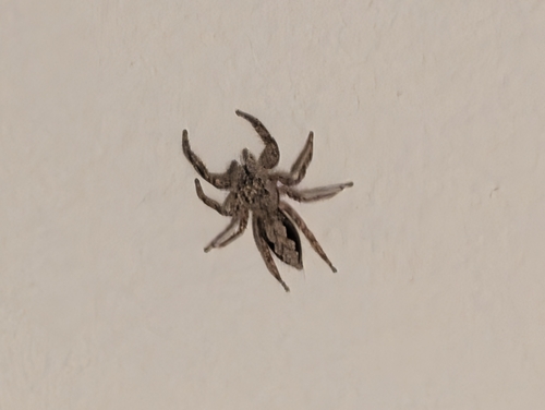 Tan Jumping Spider