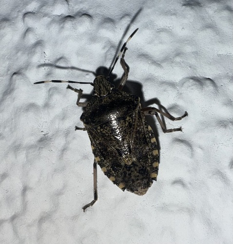 Mottled Stink Bug