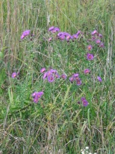 New England aster