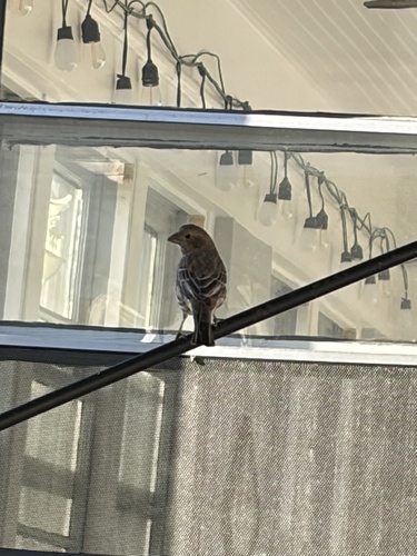 House Finch